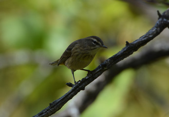 Obraz premium Palm Warbler