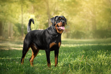 rottweiler dog beautiful portrait spring green park - obrazy, fototapety, plakaty
