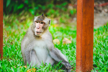 a wild monkey or ape in the zoo or jungle in Phu Quoc zoo, Vietnam
