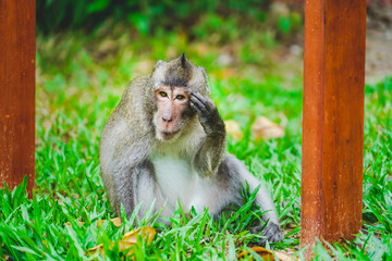 a wild monkey or ape in the zoo or jungle in Phu Quoc zoo, Vietnam