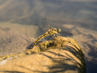 Eine gelbe Libelle legt ihre Eier am Rand eines kleinen  Gewässers ab.
