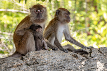 Macaque Family