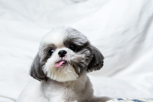 dog in bed