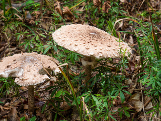 Poisonous mushrooms in a clearing in the forest.