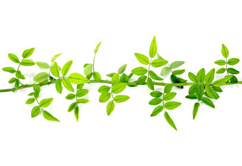 Green rose leaves tree branch with thorn isolated on white background. Horizontal green rose leaves twig isolated