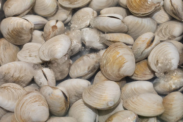 clams in ice water in a fish market
