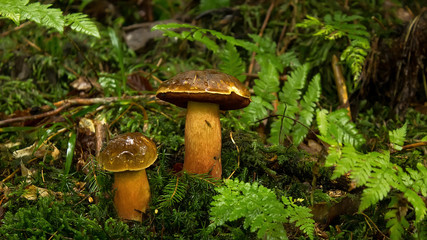 Two mushrooms in leaves in forest