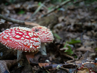 Amanita poisonous mushrooms in a clearing in the forest.