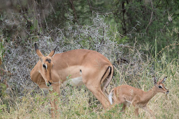 Safari Tanzania Zanzibar