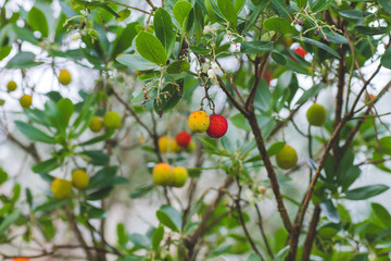 Strawberry tree foliage with berries and flowers