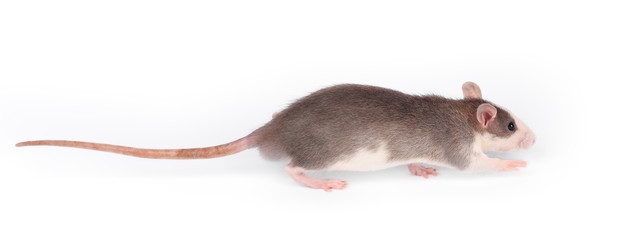 Funny young rat isolated on white. Rodent pets. Domesticated rat close up.