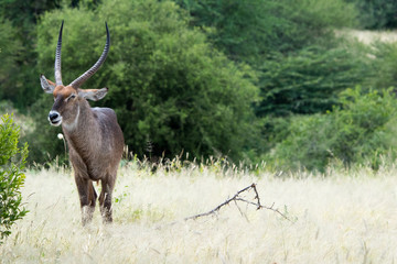Safari Tanzania Zanzibar