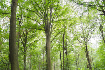 Fototapeta premium Green beech trees woodland landscape