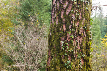 Tree trunk detail with moss and ivy