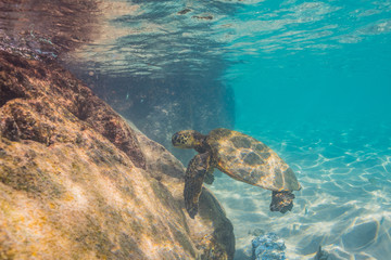 Sea turtle swimming near rocks and sand in clear blue water