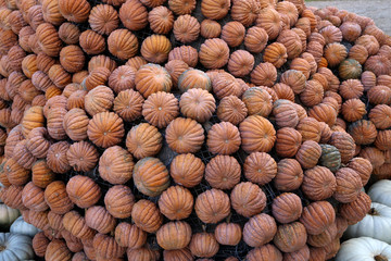 Fresh healthy bio pumpkins on farmer agricultural market at autumn