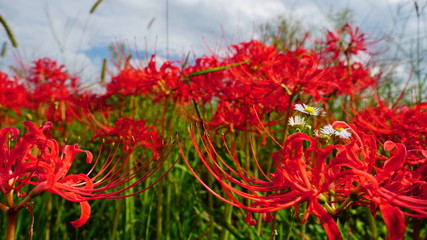 京都　亀岡　彼岸花の里
