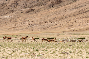 Fototapeta na wymiar A group of brown herd wild horses on steppe and clay mountains