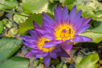 A bee on a lotus flower