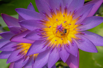 Beautiful lotus floats against dark background,A bee on a lotus flower.