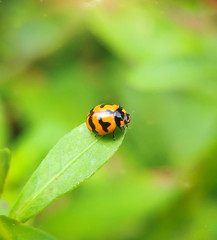 Beauty ladybird close up crawling on green leave