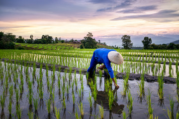 Farmers farming on rice terraces. Ban Pa Bong Piang Northern region in Mae Chaem District Chiangmai...