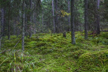 Moss on the stones in the forest near the Ladoga Lake, Russia