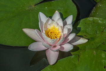 a water lily in pink and yellow with green leaves in background