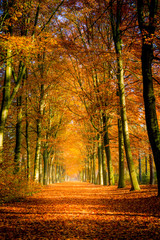 Autumn avenue, leaves on the ground, with trees lined up on a sunny day