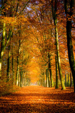 Autumn avenue, leaves on the ground, with trees lined up on a sunny day