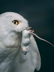 snow owl predator mouse