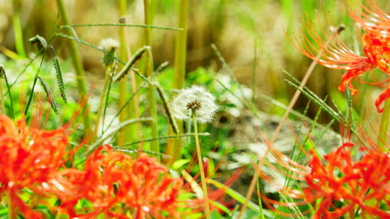 京都　亀岡　彼岸花の里