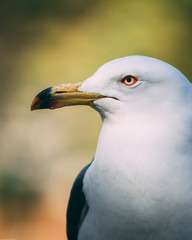 seagull portrait beak