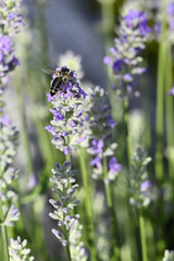 A bee pollinating a lavender flower.
