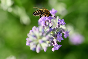 A bee pollinating a lavender flower.