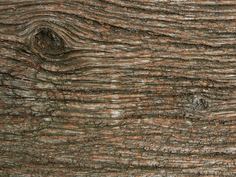 Horizontal photo of a tree bark texture