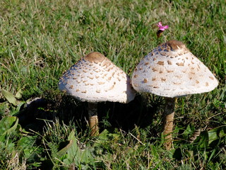 Champignons coulemelle avec une fleur dans un pré