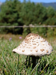 Champignons coulemelle avec une fleur dans un pré