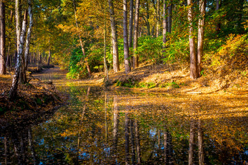 Autumn forest on a sunny day at the waterfront of a creek