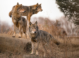 wolf pack pose nature