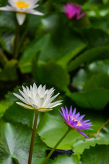 Purple & White lotus  is in the pond.