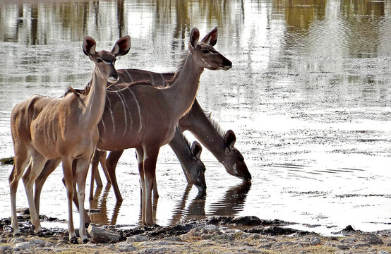Parc d'Etosha Namibie (z&egrave;bres, lions, lionnes, koudous, springboks, phacoch&egrave;res, &eacute;l&eacute;phants, singes, chacals, calaos &agrave; bec jaune, oryx, antilopes, girafes, impalas, gnous, autruche...)