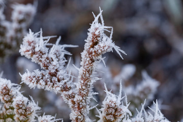Ice crystals on a winter plant