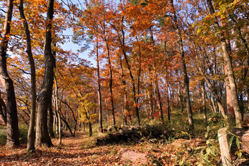 Autumn path.