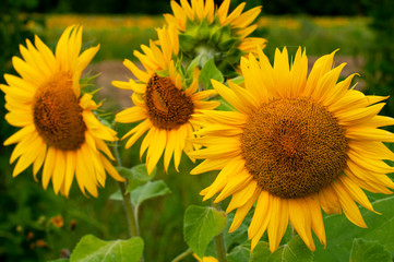 bright sunflowers on a large field on a sunny day