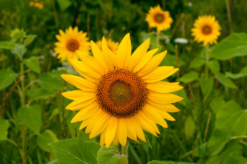 bright sunflowers on a large field on a sunny day