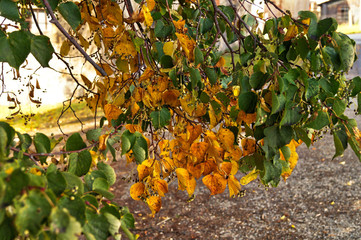 Lindenzweig im Herbst
