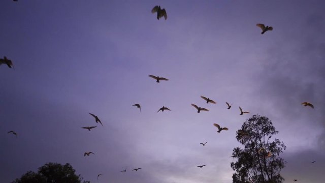 slow motion flock of bird flying early morning little corella, short-billed corella, little cockatoo, parrot Gold Coast Australia beautiful wake up 