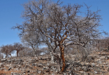 Arbre de Namibie (le boscia albitrunca, le sterculia ...)