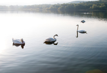 white swans with small swans on the lake